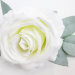 Г11133 Б/С Роза свадеб.в роз."Афродита"d=20см с роз.(20шт)