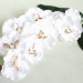 В7493  Вет. орхидеи по расцветкам "Вероника"8г.Н65см(10шт)