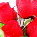 Б861 Б/С Бук.бутылочная роза с росой 9гол.Н56см(12микс)
