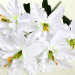 Б11279 Б/С Бук.орхидеи"Моника"6г.Н41см(40микс)