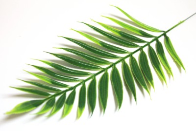 В520 Б/С Пальма (30гр) королевская китайская Н45см(20шт)