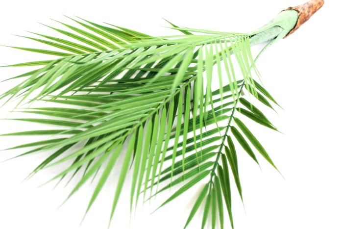 Д11137 Б/С Куст пальмы Кентия древовидная Н71см