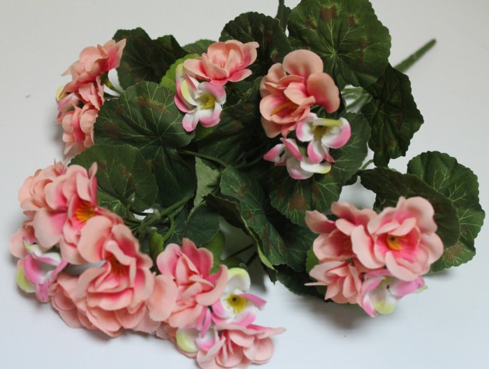 Б12271 Б/С Пеларгония(герань) горшечная 6гол.6вет.40см(10шт)