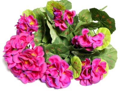 Б12271 Б/С Пеларгония(герань) горшечная 6гол.6вет.40см(10шт)