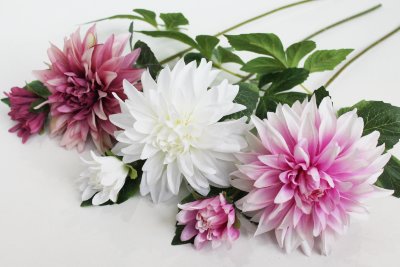 В11493 Б/С Георгин по цветам 2 объемных больших головы&quot;Перфекшн&quot;Н65см(9шт)