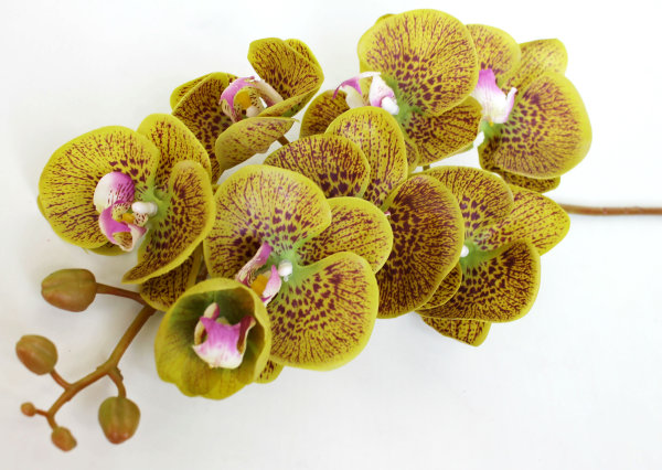 В10704 Орхид.коллекционная Элегант Бьюти 8 крупн.г.Н102см(6шт)