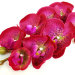 В10704 Орхид.коллекционная Элегант Бьюти 8 крупн.г.Н102см(6шт)
