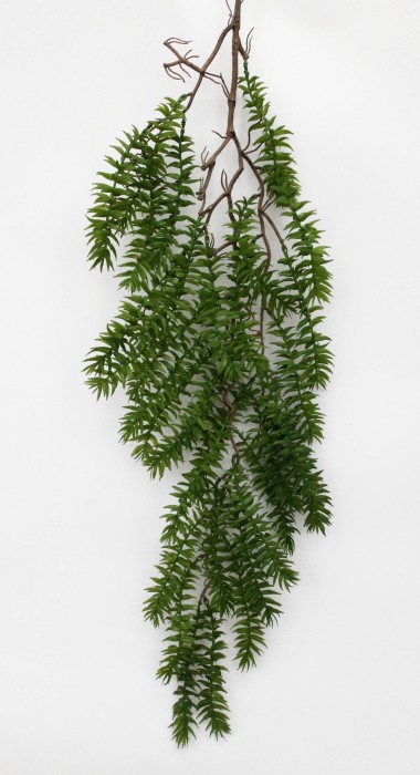 В11846 Б/С Аспарагус древовидный Шатавари 100см(5шт)