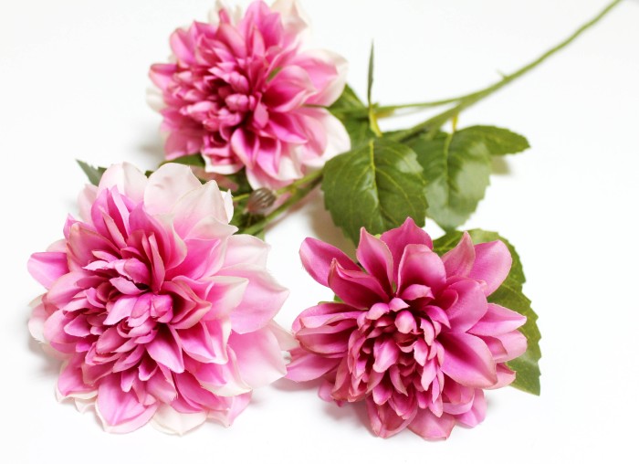 В12128 Б/С Георгин флористический 3гол."Эвелин"Н71см(5шт)