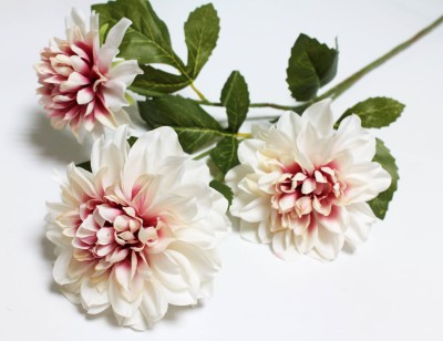 В12128 Б/С Георгин флористический 3гол."Эвелин"Н71см(5шт)