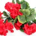 Б9493 Б/С Герань как живая горшечная 9вет.Н49см
