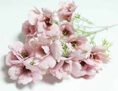 В12130 Б/С Ветка Эустомы"Рассела"6вет.20гол.H82см(3шт)