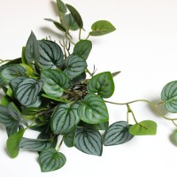 пеперомия арбузная