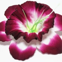 бордовый комбинированный