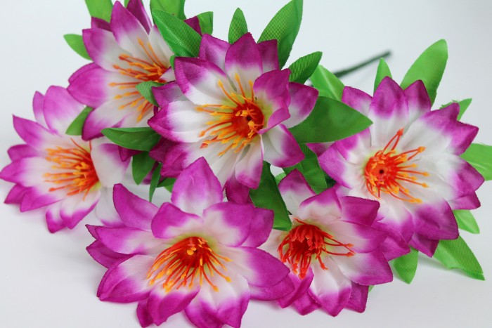 Б11320 Б/С Бук.георгина"Пьеро"6г.Н35см(50микс)