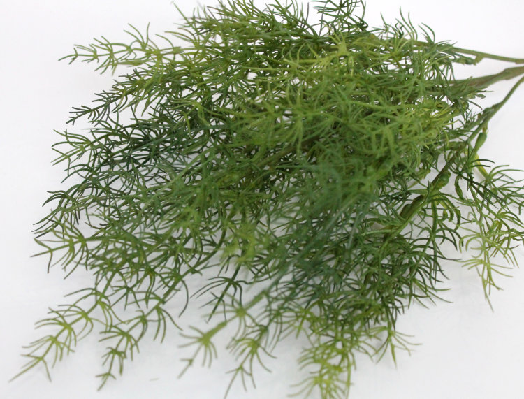 Asparagus officinalis l семена фото Б11373 Б/С Бук.аспарагус спаржа 5в.Н44см(10микс) купить в Флоритус