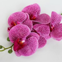 фуксия