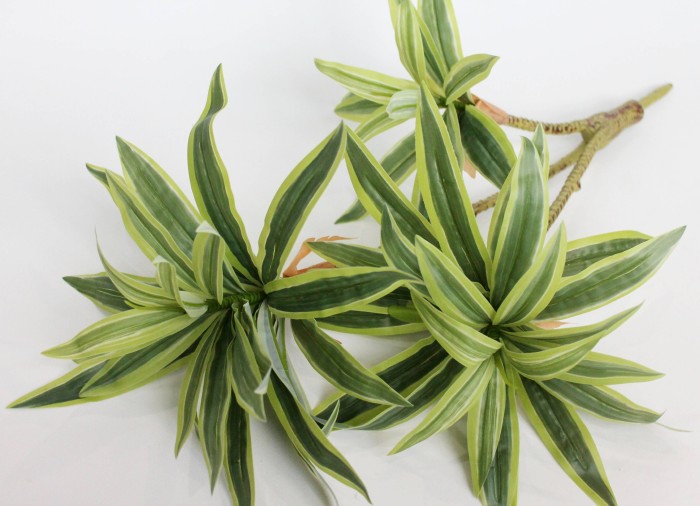 Д11928 Б/С Куст драцена тройная Сюрприз 60см