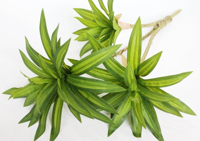 Д11928 Б/С Куст драцена тройная Сюрприз 60см