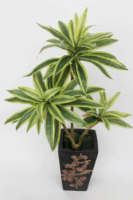 Д11928 Б/С Куст драцена тройная Сюрприз 60см