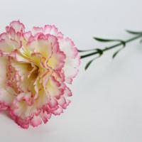 Бело-розовый