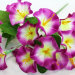 Б11531 Б/С Букет петунья садовая многоцвет.6в.18гол.Н36см(20микс)