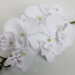 В11434 Б/С Орхидея латекс"Афродита"7г.Н60см