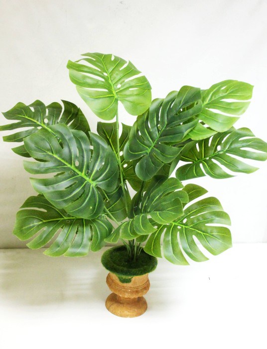 Д11873 Куст монстеры Делициоза 12см 57см