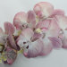 В11435 Б/С Орхидея латекс"Ваниль"7 крупн гол.Н77см