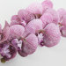В11435 Б/С Орхидея латекс"Ваниль"7 крупн гол.Н77см