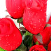 Б861 Б/С Бук.бутылочная роза с росой 9гол.Н56см(6микс)