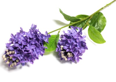 В12053 Б/С Ветка сирень силикон многоцветковая 2 крупн.головы 70см