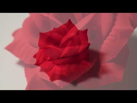 Г10935 Б/С Роза яркая бархатн.5слоев"Барыня"d=15.5см(100шт)