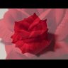 Г10935 Б/С Роза яркая бархатн.5слоев"Барыня"d=15.5см(100шт)