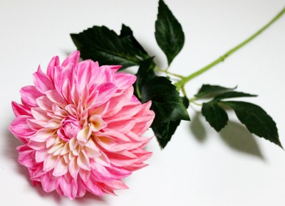 В12064 Б/С Георгин элитный большой&quot;Кабальеро&quot;72см(5шт)