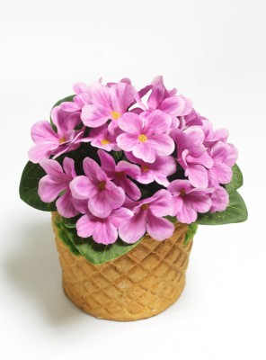 Б12226 Б/С Фиалка флористическая пышная 25 голов"Поцелуй ангела"18см(10шт)