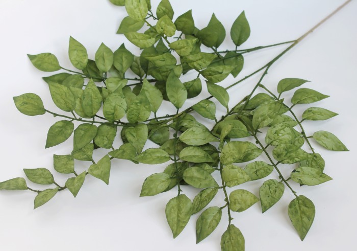 В11234 Б/С Барбарис Оттавский Аурикома Н95см