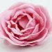 Г11562 Голова пионовидная роза"Эврика"Н12см(20шт)