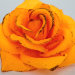 Г9621 Б/С Крупная 16см 5 слоев хлопок роза"Злата"с зол.(30/600шт)