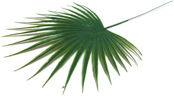 В676 Б/С Ветка пальмы (лапа) китайская Н36см(20шт)