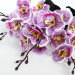 Б11750 Букет орхидеи 5веток "Ласточка"Н47см(40микс)