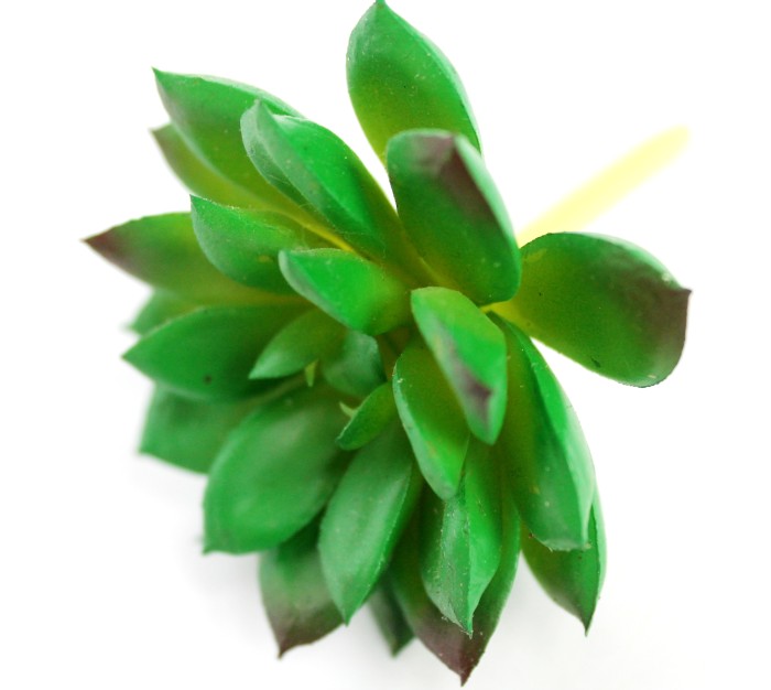 Э10307 Б/С Суккулент Молодило Кровельное d=7см(2шт)