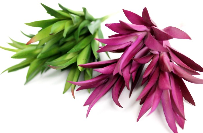 Э10318 Б/С Суккулент Гастерия Н13см(2микс)