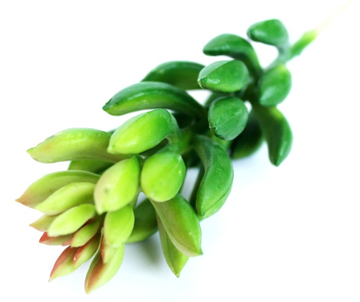 Э10317 Б/С Суккулент Очиток Моргана Н15см(2микс)