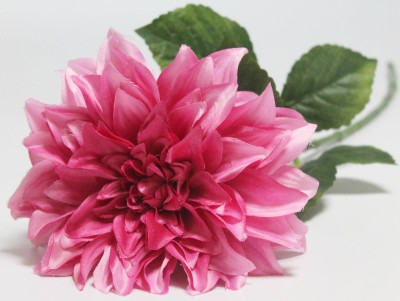 В12158 Б/С Георгин крупный 19см&quot;Интрига&quot;72см(3шт)