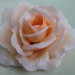 Г1199 Крупная роза"Царица"шелк 6сл.d=16см(20/300шт)