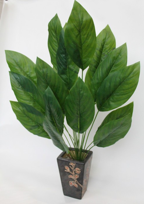 Д11870 Б/С Спатифилум крупнолистн.18л.Свит Лауретти 86см 