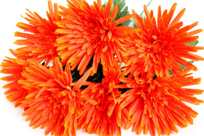 Б10930 Б/С Бук.игол.хриз.8 слоев"Потапыч"7гН54см(7микс)