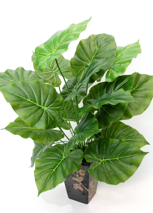 Д11871 Б/С Большой куст крупнолистный Колоказия 18л.75см