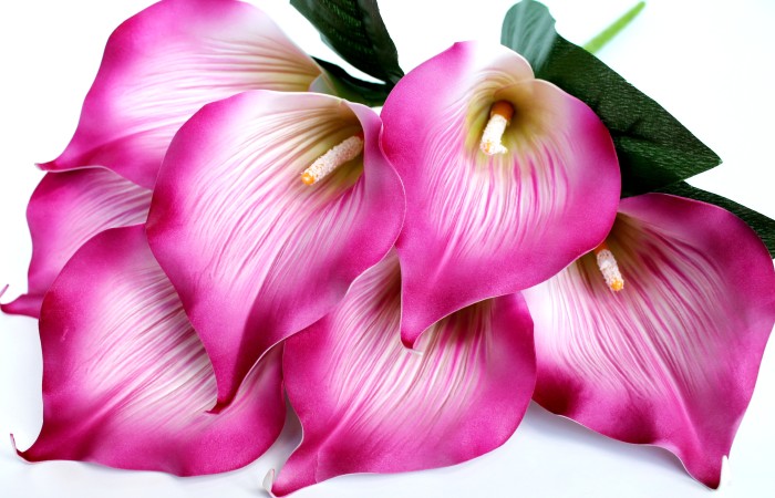 Б11283 Б/С Бук.особо крупной рифленой каллы"Пикассо"7г.Н62см(20микс)